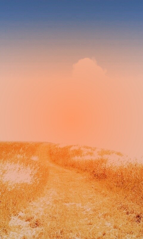 Золоте поле обои