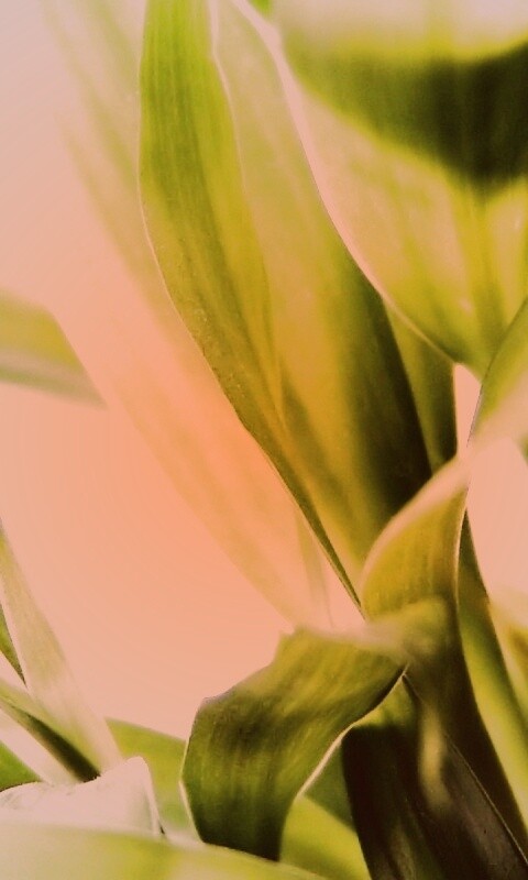 Солнечные травинки обои