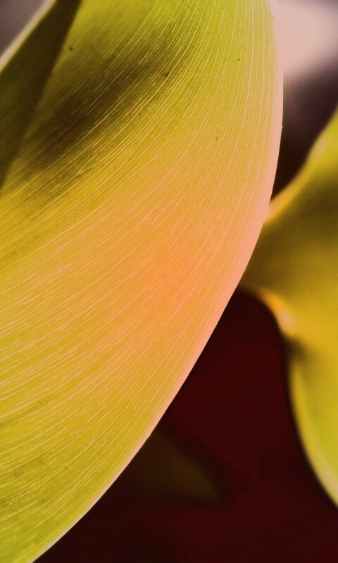 Лист на просвет обои