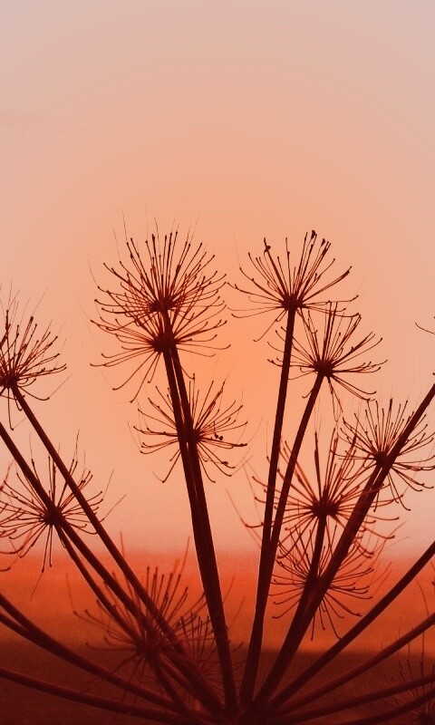 Зонтичное соцветие обои