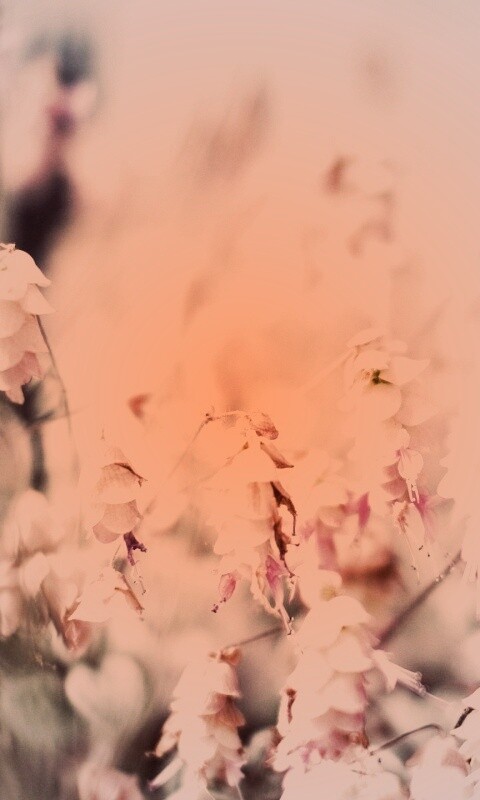 Висящие цветочки обои