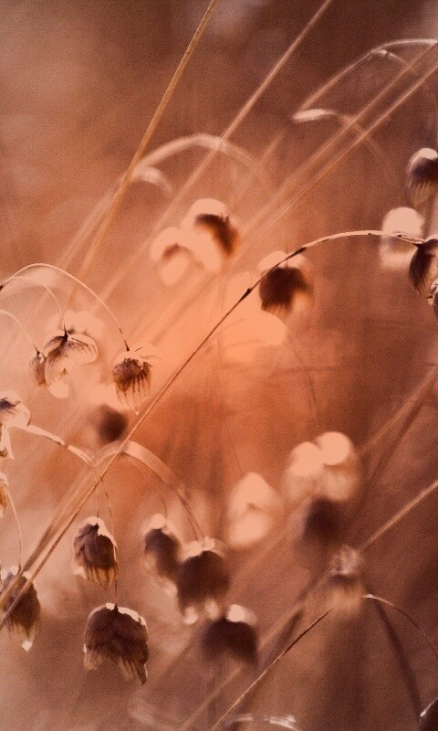 Увядающие цветочки обои