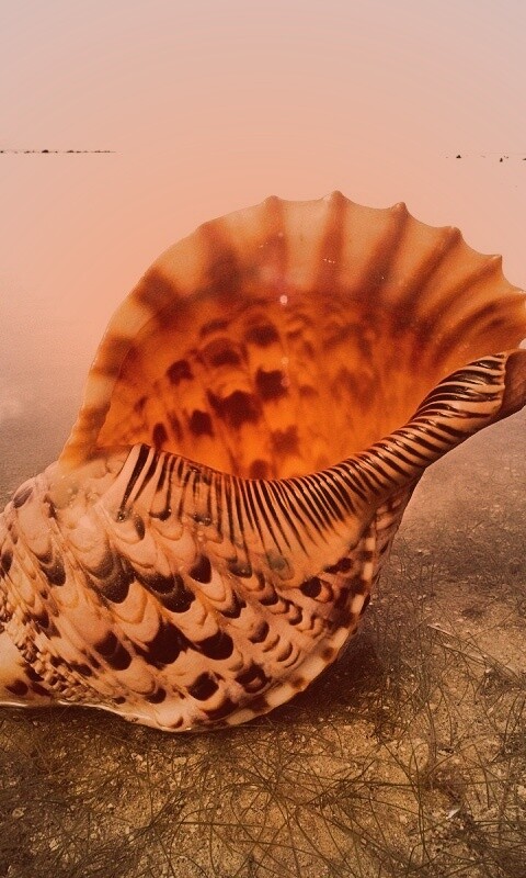 Морская раковина обои