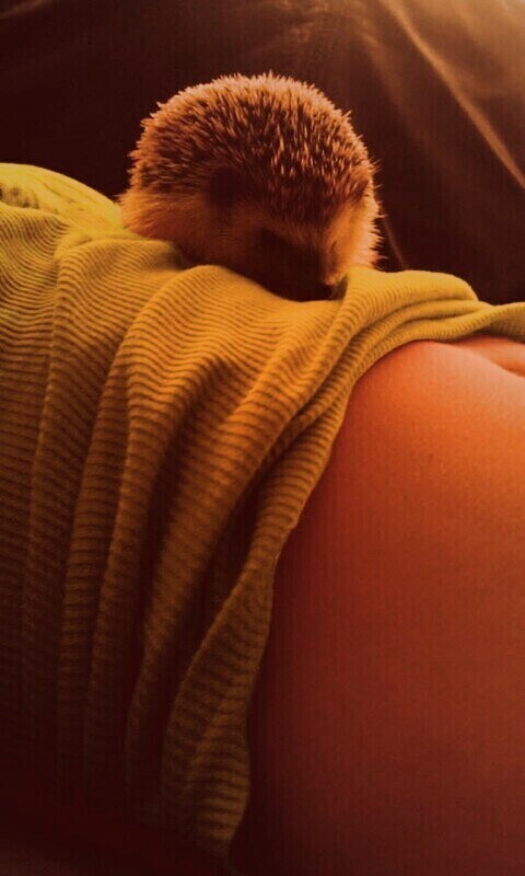 Девушка и ёжик обои