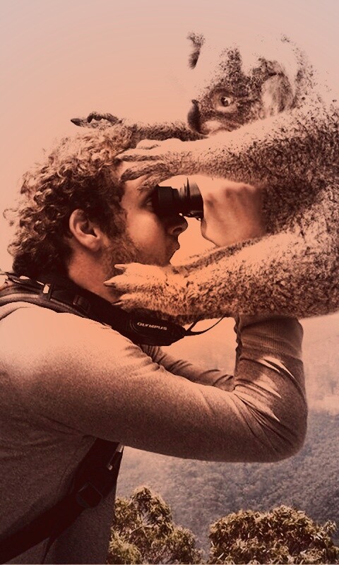 Коала ближе чем кажется обои