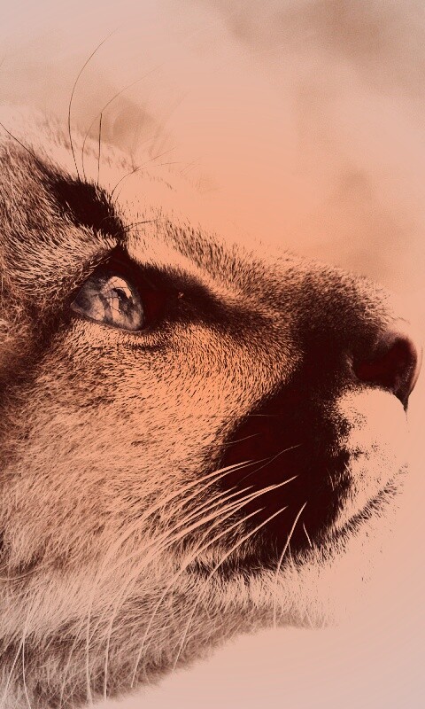 Оцелот смотрит вдаль обои