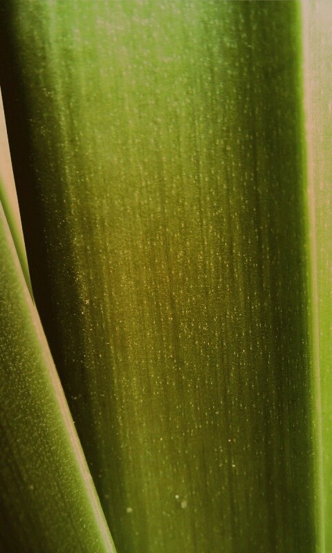 Сочная травинка обои