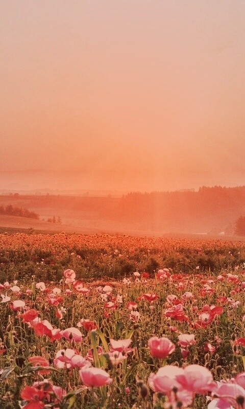 Цветущие поля обои