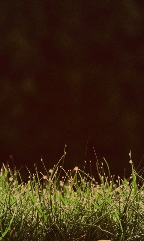 Трава после дождя обои