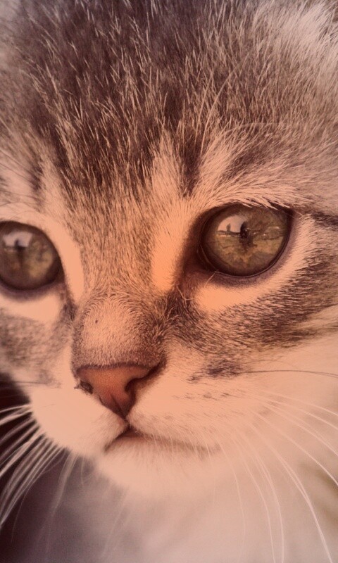 Мордочка котёнка обои