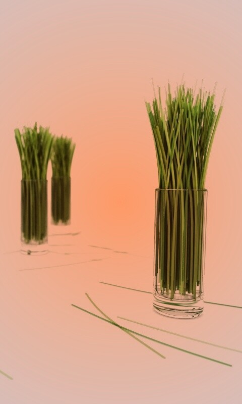 Трава в стакане обои