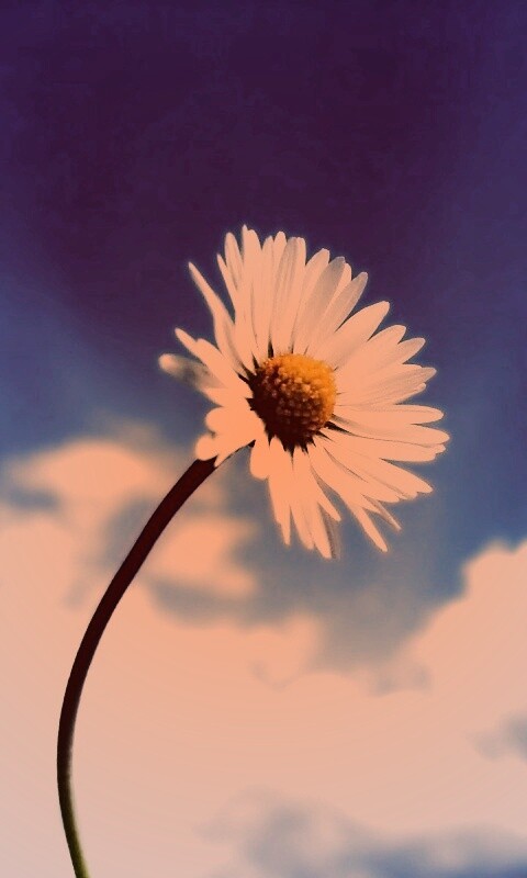 Ромашка на фоне неба обои