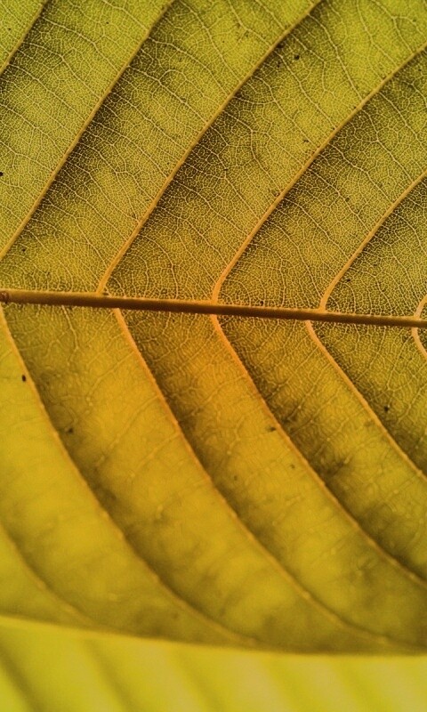 Листик обои