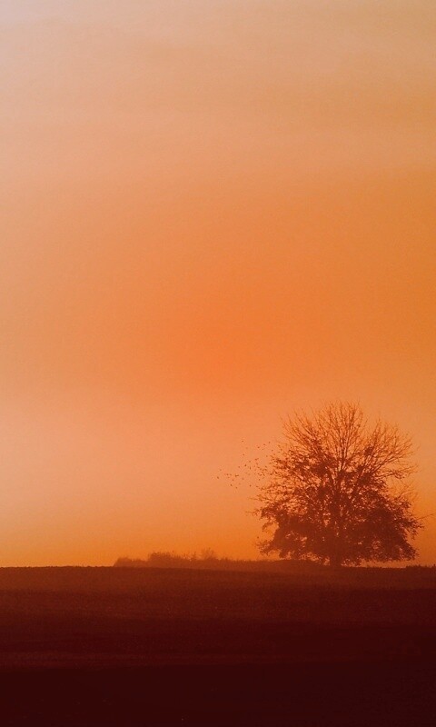 Убранное поле обои