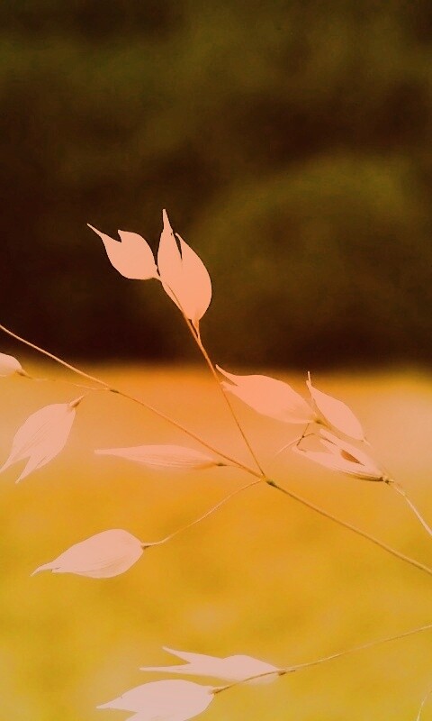 Белые полевые цветочки обои