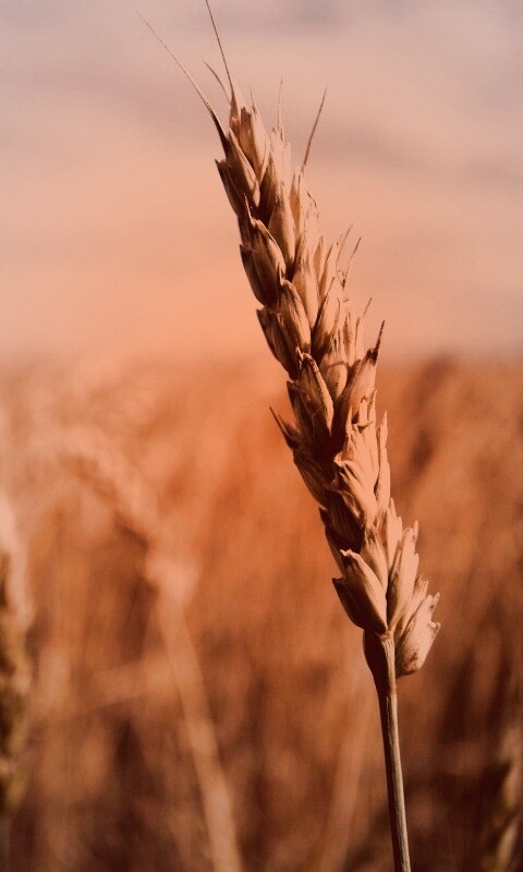 Колосок обои