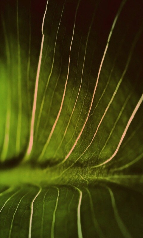 Широкий лист обои