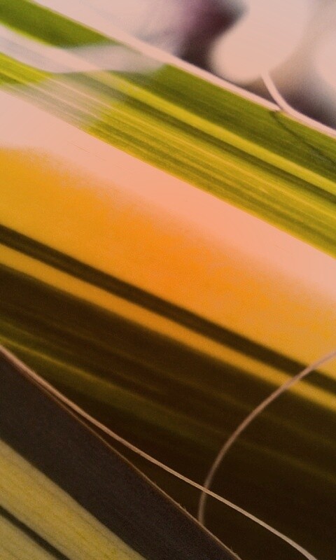 Желто-зеленые травинки обои