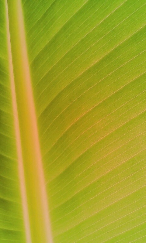 Желтый черенок листа обои