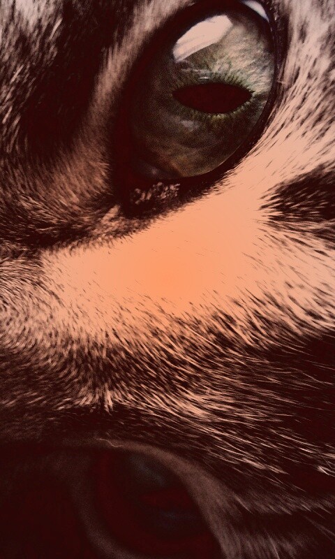 Мордашка кота крупным планом обои