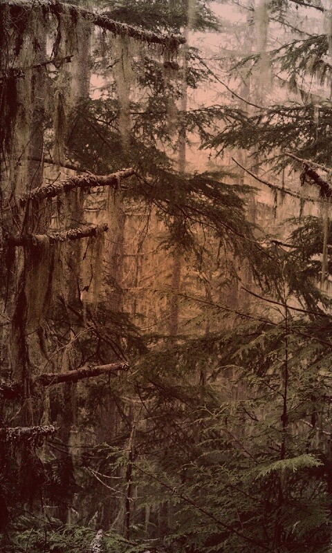 Темная чаща обои