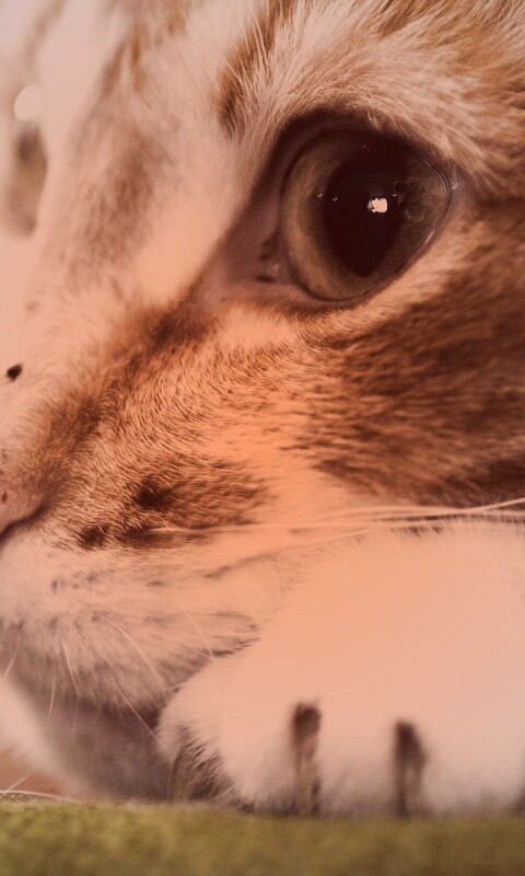 Мордочка на лапаках обои