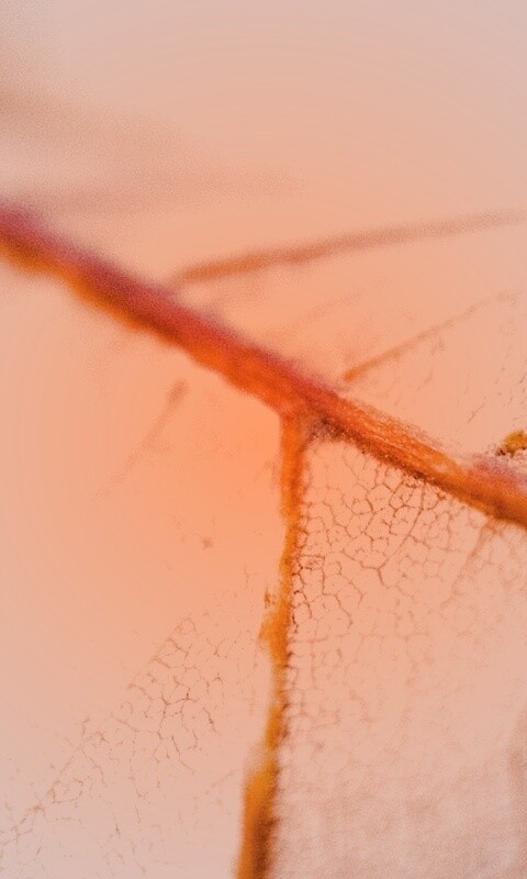 Желтый лист обои