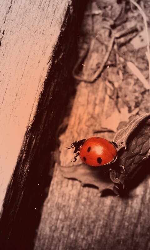 Божья коровка обои