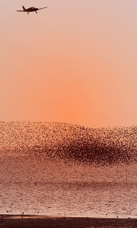 Взлетающая стая птиц обои