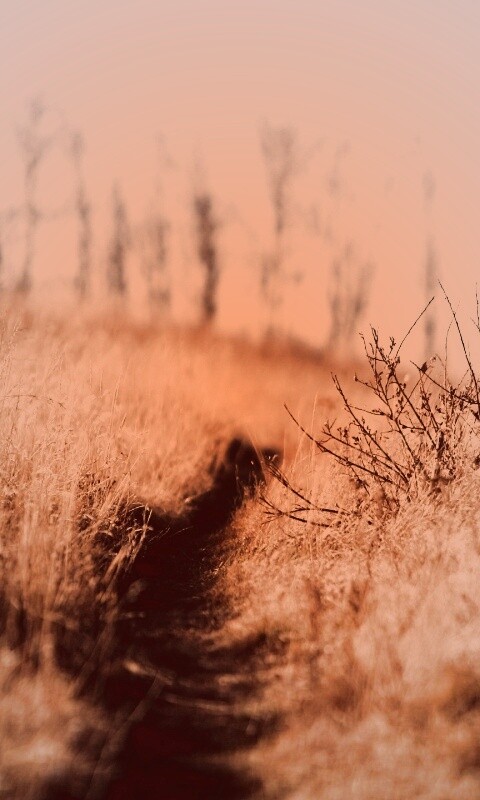 Тропинка в поле обои