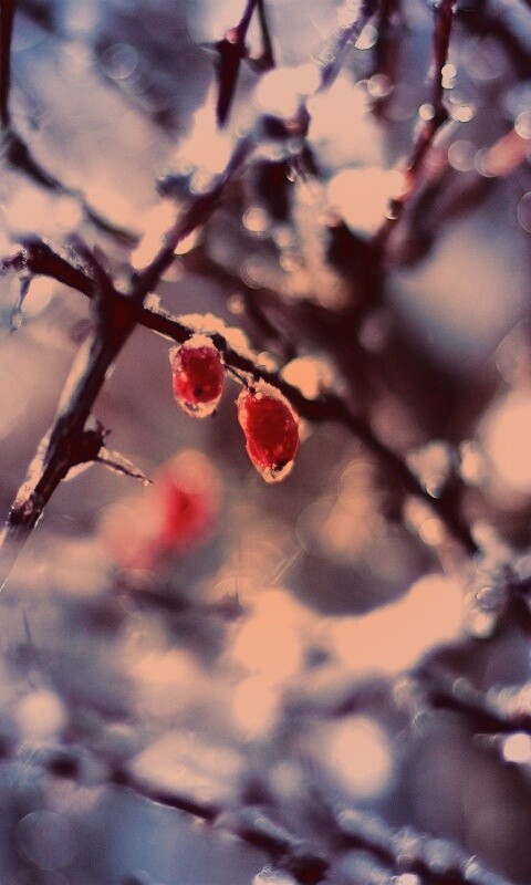 Замерзшие ягоды обои