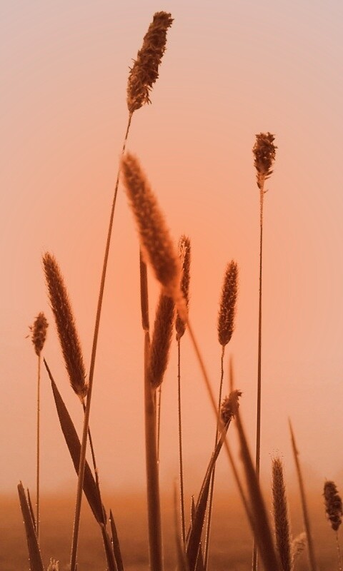 Травинки на фоне золотого неба обои