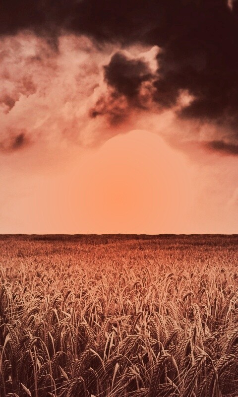 Закат над пшеничным полем обои