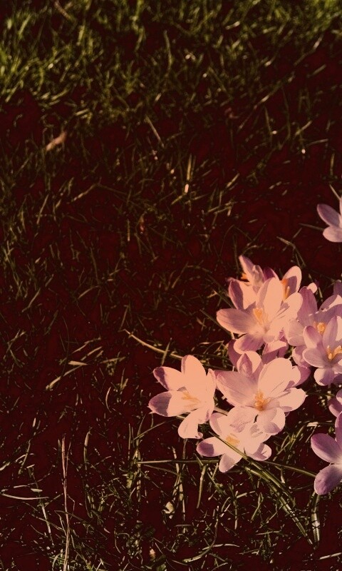 Фиалки на траве обои