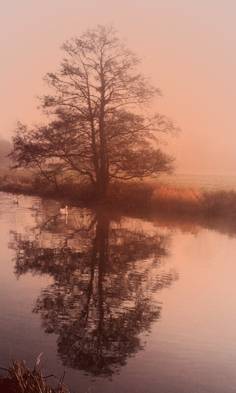 Дерево в тумане обои