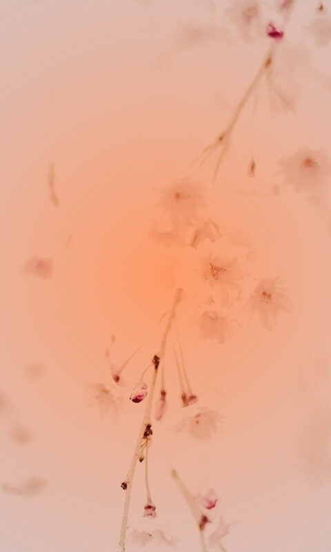 Нежные цветы обои