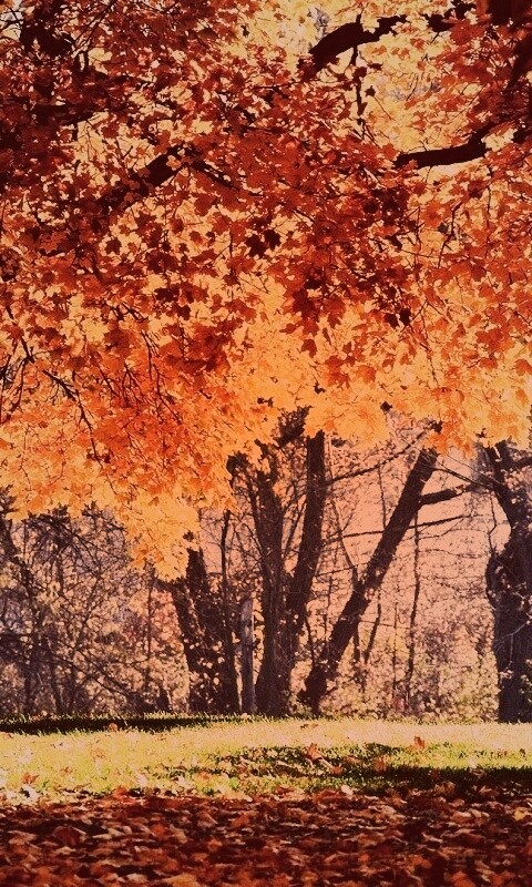 Размашистое осеннее дерево обои