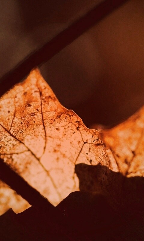 Осенний лист на забором обои