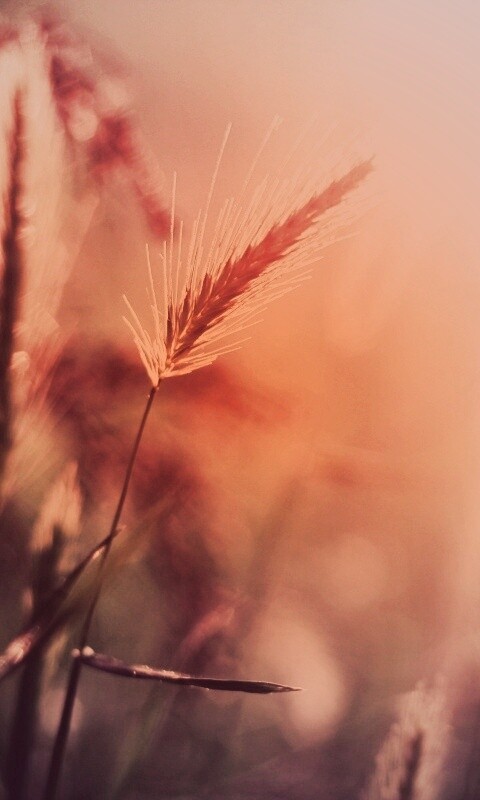 Травинки на солнце обои