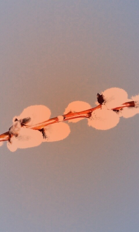 Пушистые почки обои