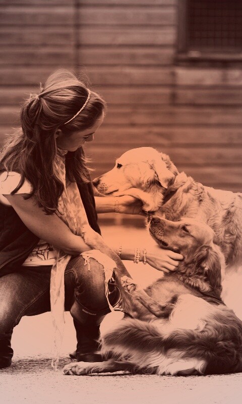 Девушка с собаками обои