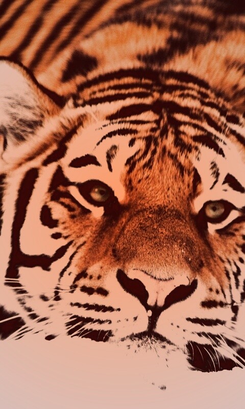 Тигр в снегу обои