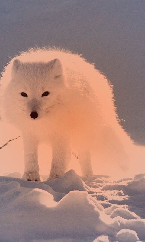 Белый песец обои