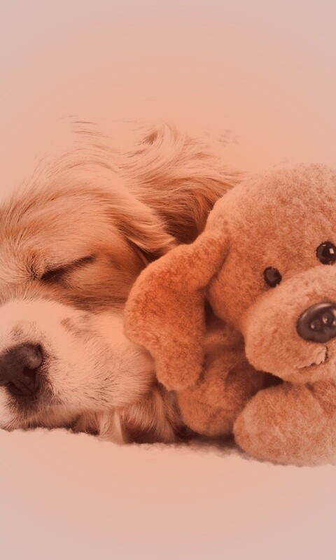 Собака спит с игрушкой обои