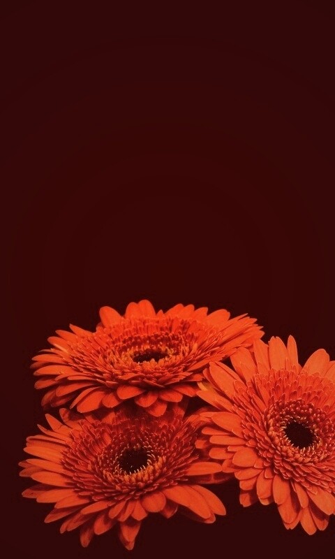 Красные герберы обои