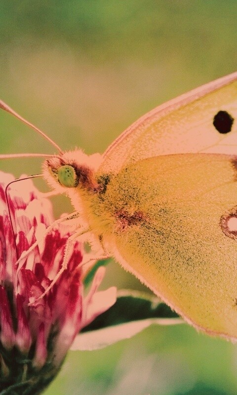 Бабочка на клевере обои