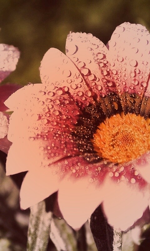 Два цветка обои