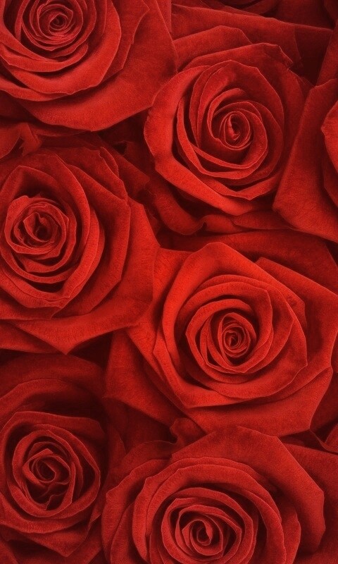 Букет красных роз обои