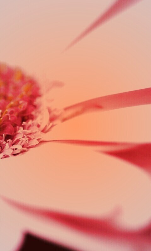 Гербер обои