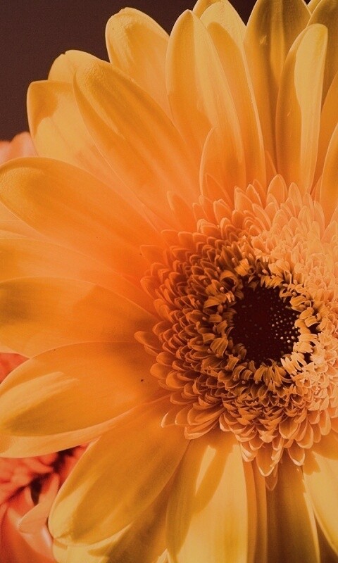 Желтый гербер обои